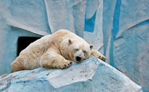 Hintergrundbilder Ein Bär Eisbär Tiere