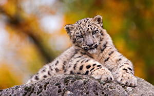 Photo Big cats Snow leopards