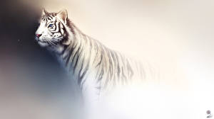 Fondos de escritorio Grandes felinos Dibujado Tigris Animalia