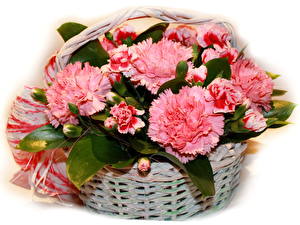 Wallpapers Carnations Bouquet flower