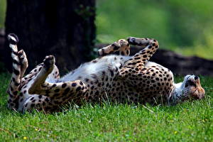 Fotos Große Katze Gepard