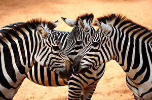 Bureaubladachtergronden Zebra's Dieren