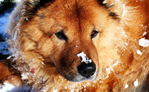Images Dogs Chow Chow Animals