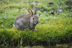 Pictures Rodents Hares Animals
