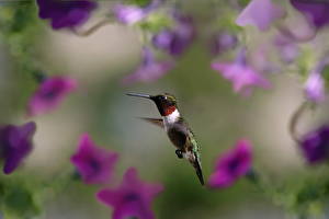 Bureaubladachtergronden Vogels Kolibries  een dier