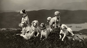 Bureaubladachtergronden Honden Engelse setter Dieren