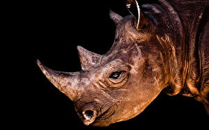 Fonds d'écran Rhinocéros Animaux