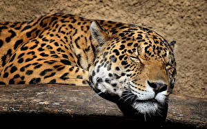 Fotos Große Katze Jaguaren Tiere