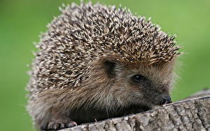 Image Hedgehogs