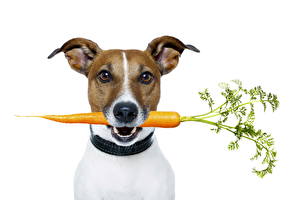 Фотография Собаки Морковь Джек-рассел-терьер Животные