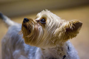 Sfondi desktop Cane Yorkshire terrier