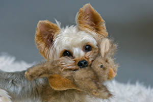 Images Dogs Yorkshire terrier