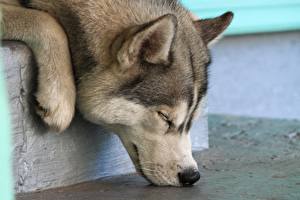 Bureaubladachtergronden Hond Siberische husky  Dieren