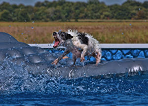 Fotos Hund Schwimmbecken Tiere