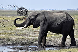 Fotos Elefant
