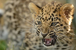 Фото Большие кошки Детеныши Леопарды животное