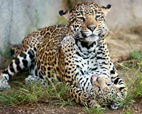 Fotos Große Katze Jungtiere Jaguaren ein Tier
