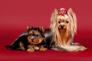 Image Dogs Yorkshire terrier Puppies animal