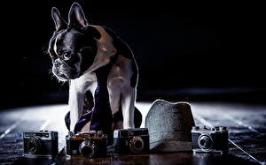 Bureaubladachtergronden Honden Buldog Fototoestel Dieren