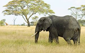 Bilder Elefant Tiere