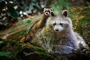 Pictures Raccoons animal