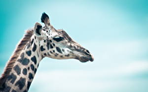 Fotos Giraffe ein Tier