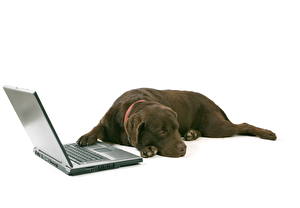 Bureaubladachtergronden Hond Cane corso Laptop Retriever een dier
