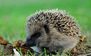 Pictures Hedgehogs