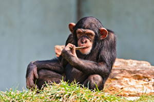 Картинки Обезьяна шимпанзе Животные