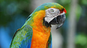 Wallpapers Bird Parrot Beak Animals