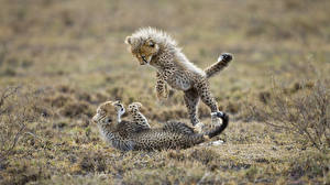 Bilder Große Katze Babys Gepard Tiere