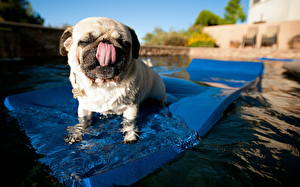 Fotos Hunde Wasser Mops (Hunderasse) Zunge Tiere