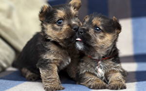 Bureaubladachtergronden Hond Yorkshire Puppy Dieren