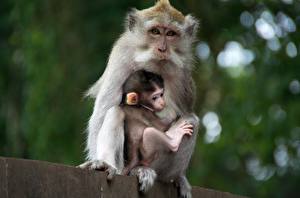 Papel de Parede Desktop Macacos animalia