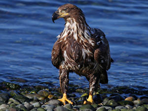 Images Bird Hawk Bald Eagle animal