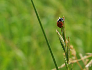 Wallpaper Insects Ladybird