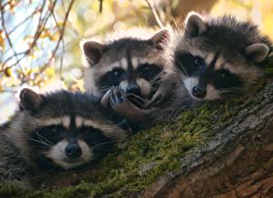 Picture Raccoons