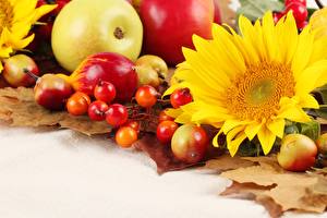 Hintergrundbilder Obst Sonnenblumen Lebensmittel