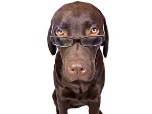 Papel de Parede Desktop Cão Retriever Óculos  animalia