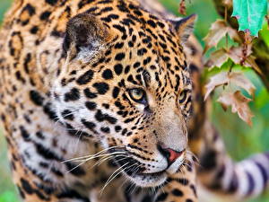 Фотография Большие кошки Ягуары