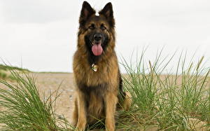 Images Dog Shepherd