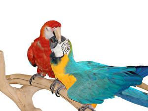 Papel de Parede Desktop Pássaro Papagaio um animal