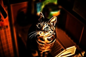 Tapety na pulpit Kot domowy Wzrok Grafika 3D