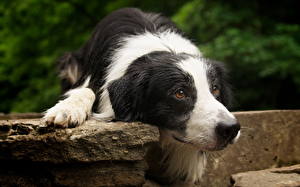 Picture Dogs Border Collie animal