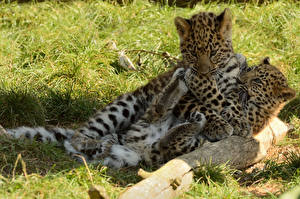 Фотографии Большие кошки Детеныши Леопарды Животные