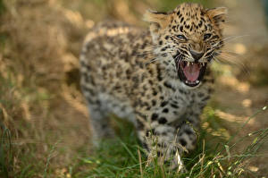 Фотография Большие кошки Детеныши Леопард Животные