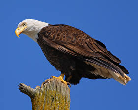 Images Birds Hawk Bald Eagle animal
