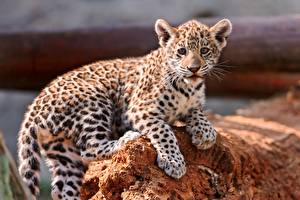 Fondos de escritorio Grandes felinos Cachorros Leopardos un animal