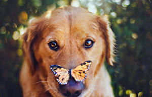 Bakgrundsbilder på skrivbordet Hundar Fjärilar Retriever Djur