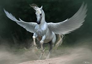 Bakgrunnsbilder Magiske dyr Pegasus Fantasy